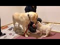 初めまして、これから宜しく ラブラドールレトリバー子犬