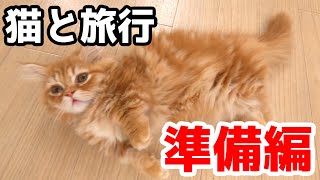 子猫と旅行に行ってみた！Part1準備編【マンチカンの子猫】/I went on a trip with a kitten! Part1/7