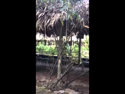 nhà hàng thai village New Update Nhà hàng Thái Hải Thái nguyên