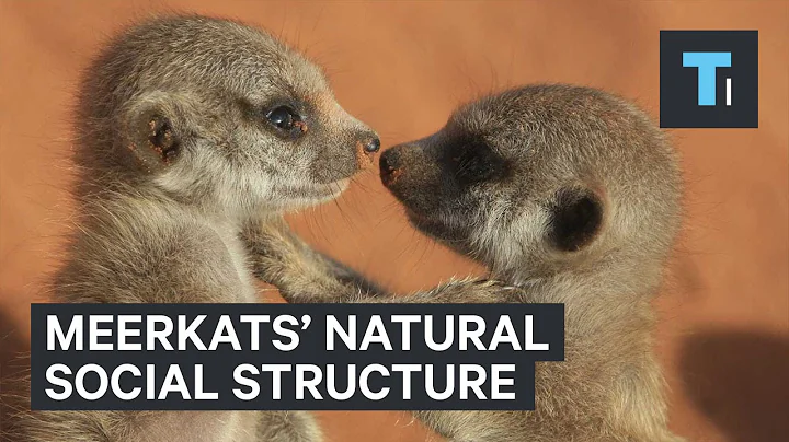 Meerkats' natural social structure - DayDayNews