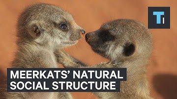 Meerkats