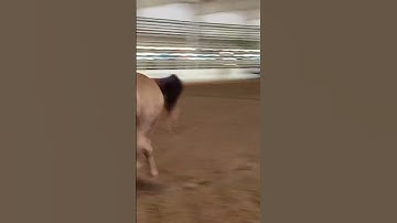 Quick’s barrel racing run from 9/17!!