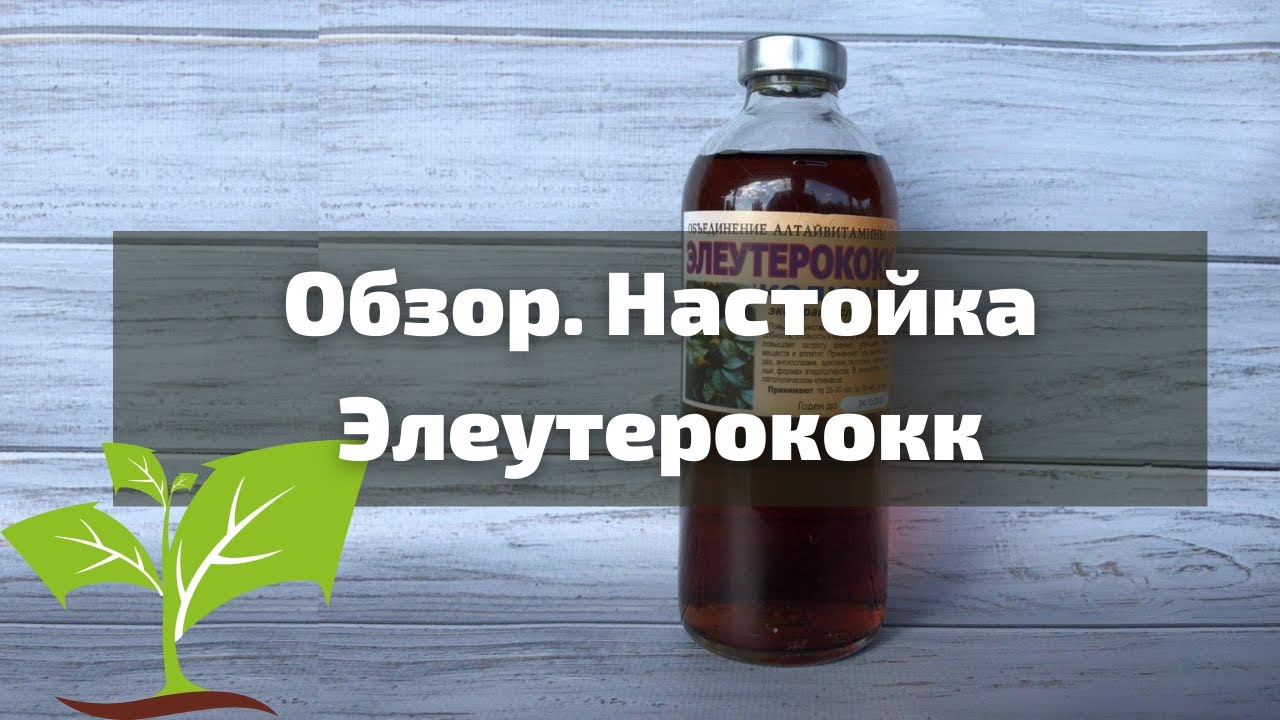 Элеутерококк за рулем можно или нет Элеутерококк за рулем можно или нет
