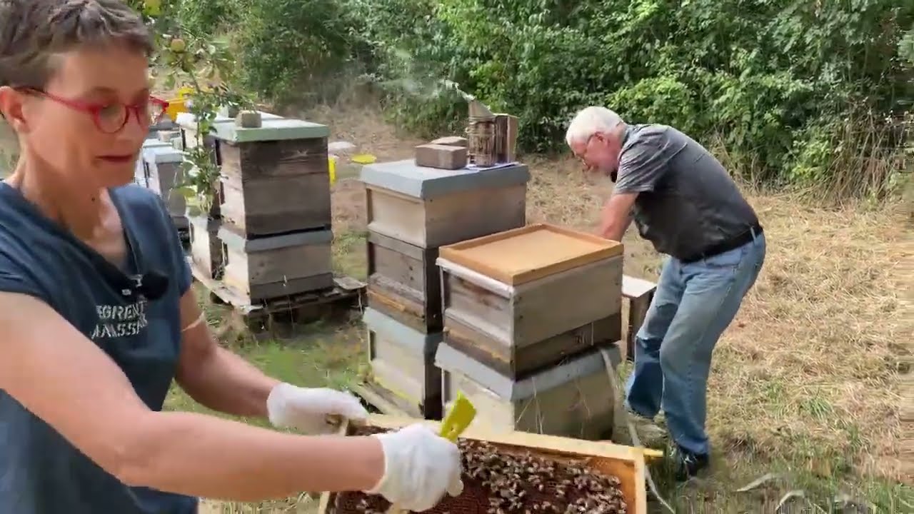 XXXL - Gemeinsam Teilen und Behandeln 3 - Live von Pias Bienenstand - 21.08.