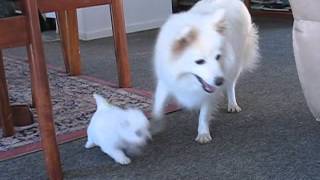 Japanese Spitz Puppies playing. by Carmel Thompson 2,497,220 views 11 years ago 1 minute, 48 seconds