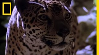 Jaguar vs. Crocodile | National Geographic