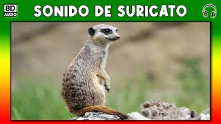 SONIDO DE SURICATO ? SURICATA