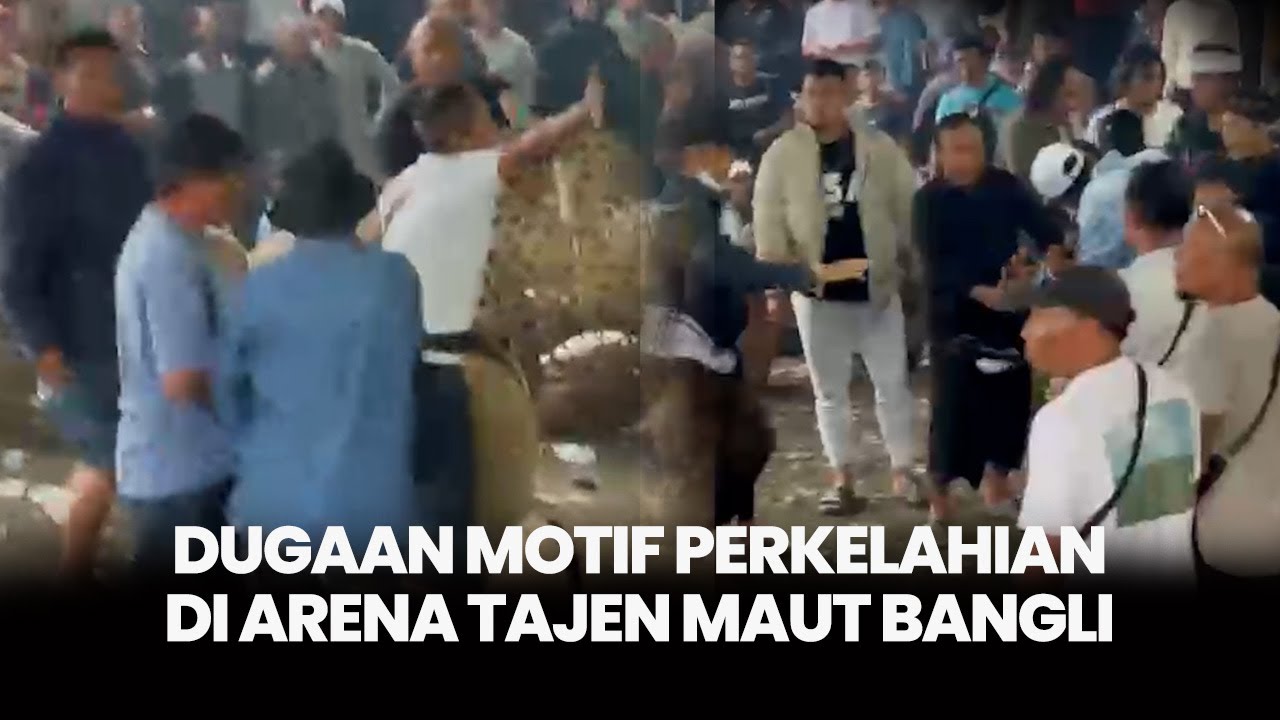 Terkuak, Dugaan Motif Perkelahian di Arena Tajen Maut Bangli, Dipicu Ketersinggungan Mangku Luwes