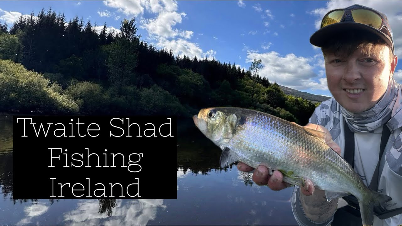 Ultimate Guide to Catching Twaite Shad on Lures | St Mullins River Fishing Tips on Catch & Release