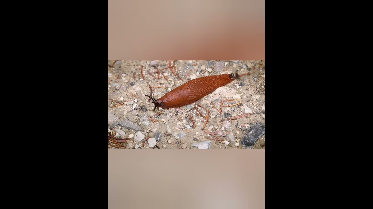 nature | slug | animal | forest | beautiful scenery | relaxing & realistic clip | 🐌🌄🏞️🌳🤩😍🥰💕❤️