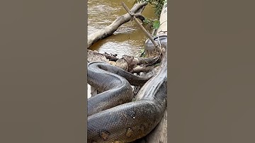 10 động vật nguy hiểm nhất Rừng xanh #shotrs