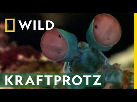 Video: Mantis-Garnelen - ein erstaunliches Meeresräuber