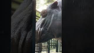 カバの怖い一面をどうぞ…😱🦛　Hippo &quot;sovereign HAKI&quot; #動物 #カバ #hippo #haki