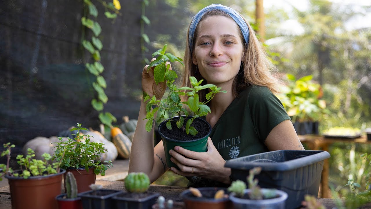 Piores erros ao plantar hortelã Piores erros ao plantar hortelã