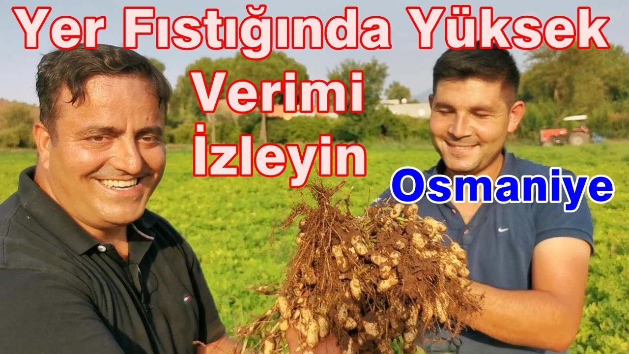 Yer Fıstığında Yüksek Verim için Gübreleme - Yerfıstığı Gübreleme Proğramı - Yer Fıstığı Gübresi