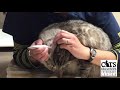 How To Administer Ear Medication To Your Cat 