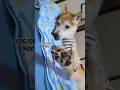 今日も良い1日にしようワン! #shiba #柴犬