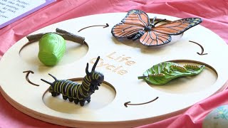 Central Lakes Learning Center Offering a Fun Way to Interact with Insects | Lakeland News
