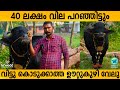 Uttukuzhi Velu | Biggest buffalo | Kerala | 40 Lakhs | Naattile Pramukhar | Variety Media | Le'wedd