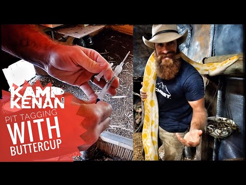 My Biggest Python needs a PIT Tag!