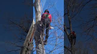 Greenleaf Tree Service   HD 1080p
