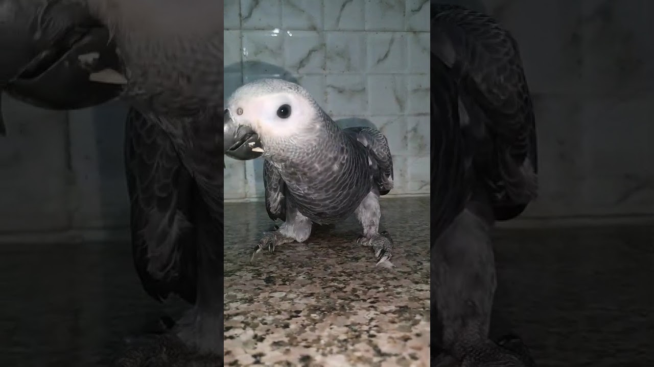 handicap african grey parrot now walkin on his break leg. 