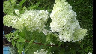 МОЯ МЕТЕЛЬЧАТАЯ ГОРТЕНЗИЯ МОЯ МЕТЕЛЬЧАТАЯ ГОРТЕНЗИЯ