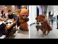 Street Troll - Funny Brown Bear Handing Out Leaflets | Funny Troll - Funny Pranks 2019 (P02)