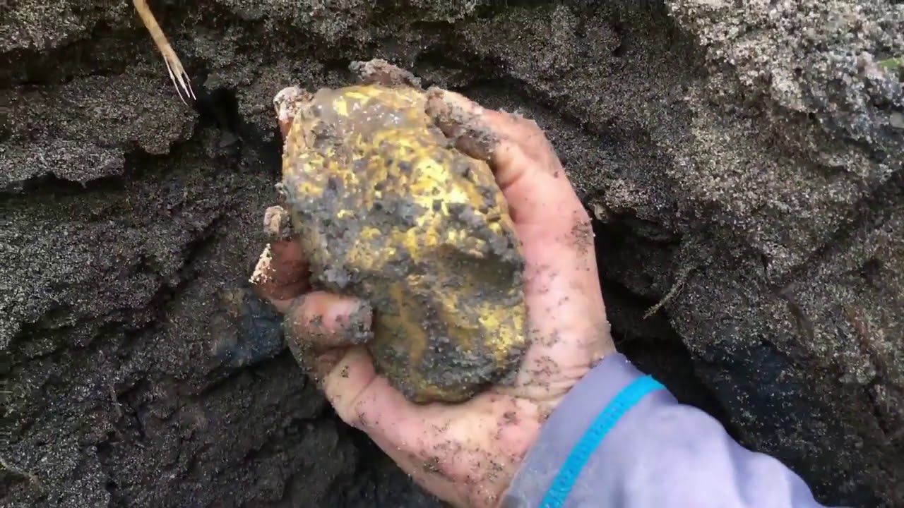 Biggest Single GOLD NUGGET Ever UNEARTHED On The Island RECORD