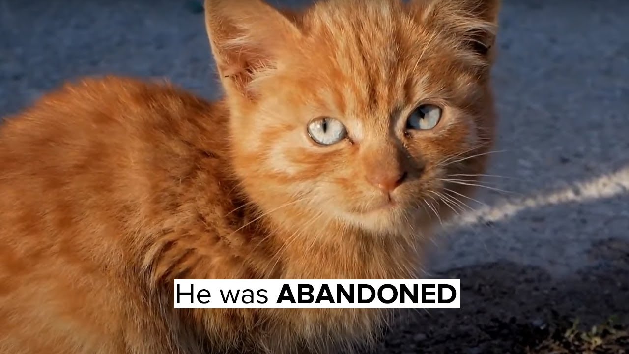 Abandoned Kitten sad story 