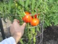 Garden Update #4 Red Peppers Tomatoes Raised Bed Square Foot Vegetable Gardening Harvest