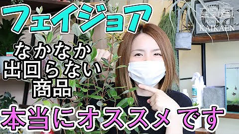 フェイジョア 島 発見 物