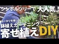 【鉢植えシンボルツリー】シンボルツリーで大人気ユーカリの鉢植えガーデニング寄せ植えDIY！