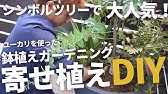 ユーカリ グニー の挿し木をします ちせvlog 2 Youtube