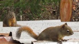 Squirrels eating and chasing each other around