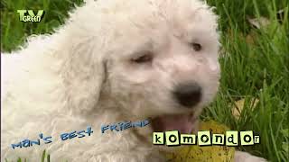 CameraTalk: Komondor Puppies