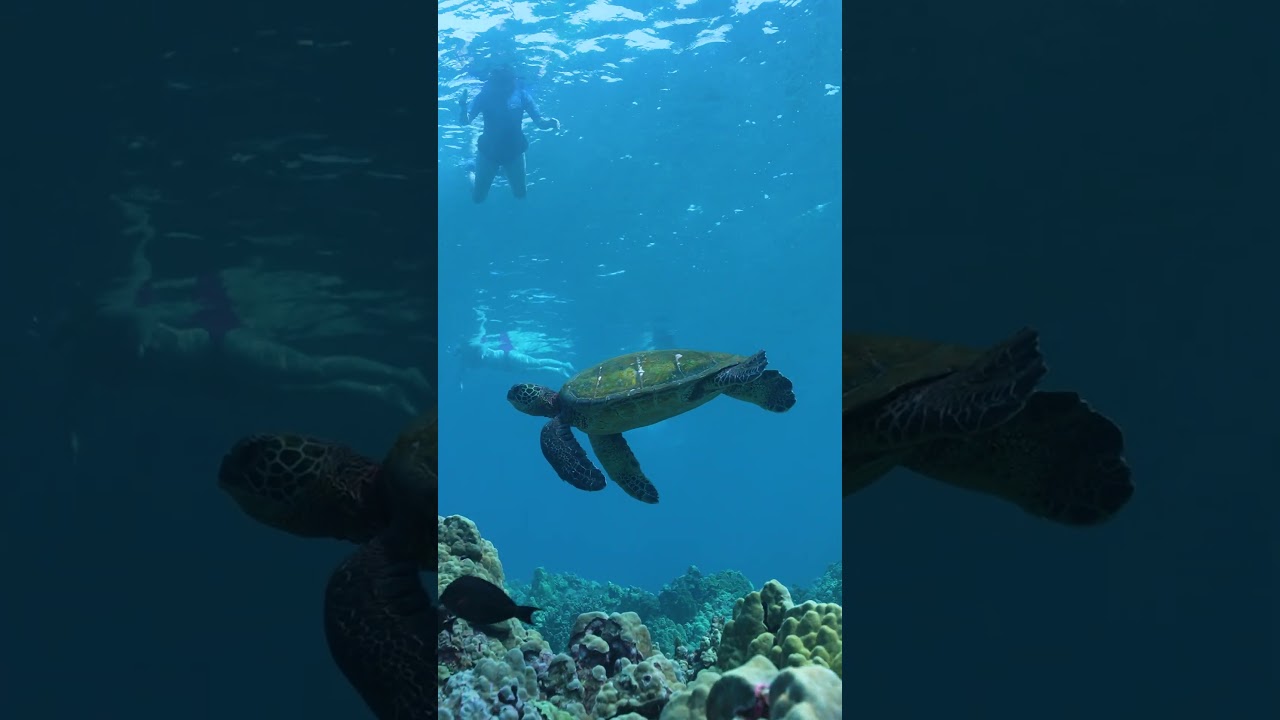 World-class snorkeling and luxury cruising aboard the Pride of Maui 'Elua