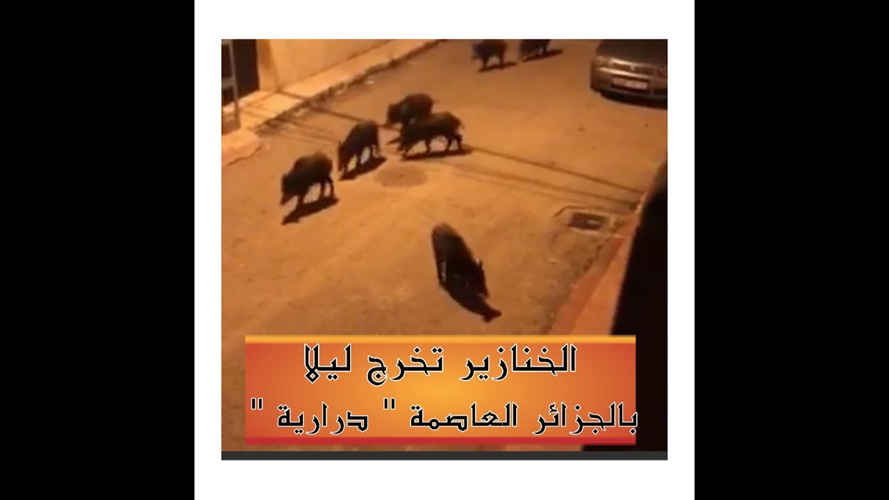 الخنازير تخرج ليلا بالجزائر العاصمة " درارية "