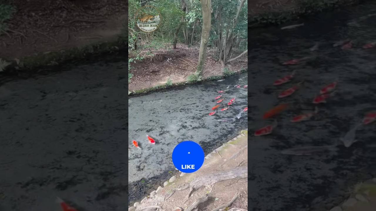 Kalau bisa mancing di negara ini, kamu pilih dimana? #fishing #ikan #fish #mancing #fishingvideo