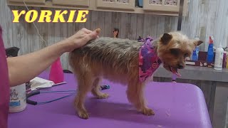 Yorkie haircut with Schnauzer skirt, Yorkie face