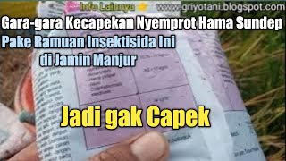 How to Overcome Sundep Beluk - How to Eradicate Sundep Beluk Pests - How to Treat Sundep Beluk