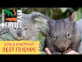 KOALA AND WOMBAT JOEY BEST FRIENDS! | The Australian Reptile Park