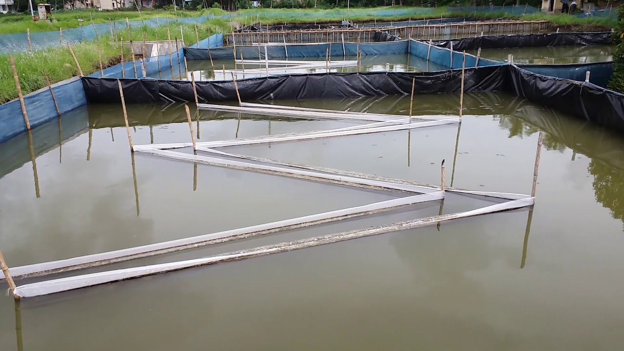 Periphyton technology for aquaculture - YouTube