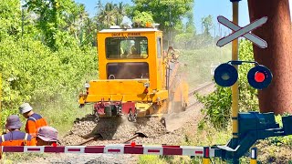 KEJADIAN UNIK! Perlintasan Kereta Api Macan Putih Banyuwangi, Jawa Timur