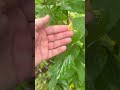 Weekly garden update, part 1 #gardening #peppers