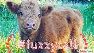 First highland calf of 2020