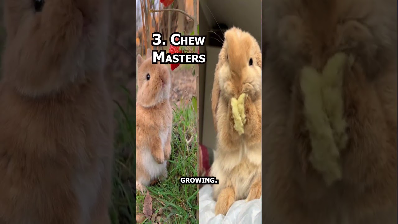 5 Adorable Facts About Rabbits You Never Knew! 🐇🥕 