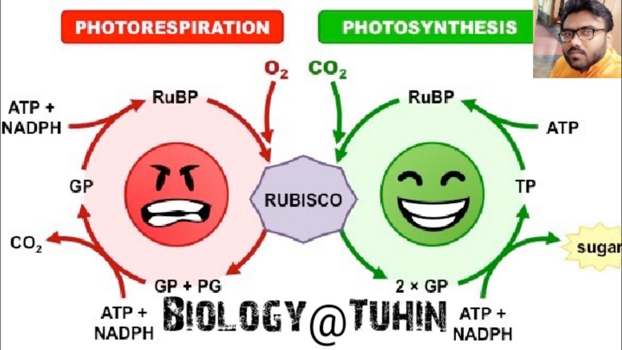 Function of RUBISCO Enzyme in Bengali.. YouTube