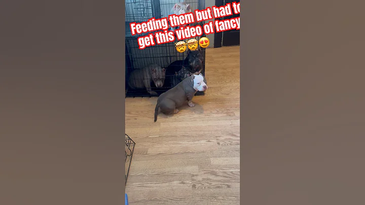 FANCY IS AMAZING LOOKIN😍🤯#funny #americanbully #puppies #viral #pup #puppy#pups #pup #bullybreed