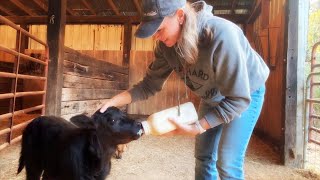 Bottle Calf, Corn Spill I Messed Up And Mud Feeding